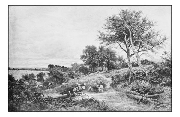 Logging on the East Coast